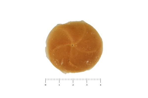 Maranto Bakery Big Kaiser